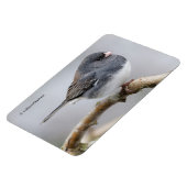 Magnet Flexible Junco à ardoise foncée sur l'arbre à poires (Côté Gauche)