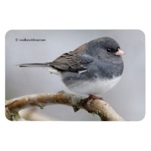Magnet Flexible Junco à ardoise foncée sur l'arbre à poires