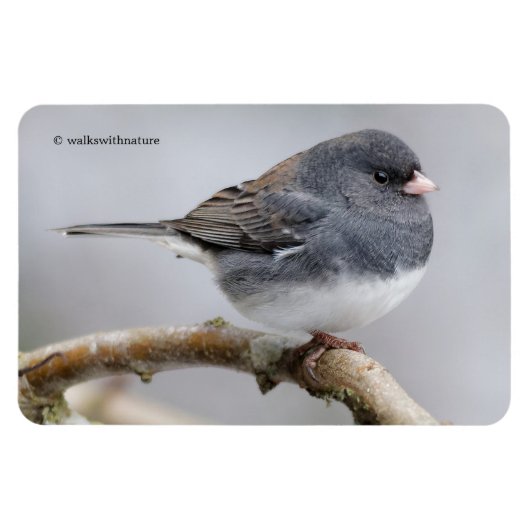 Magnet Flexible Junco à ardoise foncée sur l'arbre à poires (Horizontal)