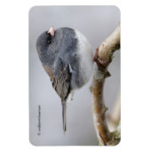 Magnet Flexible Junco à ardoise foncée sur l'arbre à poires (Vertical)