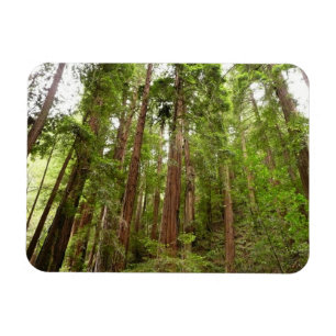 Magnet Flexible Jusqu'aux séquoias I à Muir Woods National Monumen