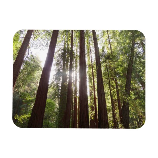Magnet Flexible Jusqu'aux Séquoias le Matin (Horizontal)