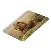 Magnet Flexible Kenya, Masai Mara | Lion mâle (Côté Gauche)
