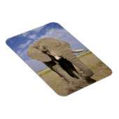 Magnet Flexible Kenya : Parc national d'Amboseli, éléphant mâle (Côté Droit)