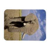 Magnet Flexible Kenya : Parc national d'Amboseli, éléphant mâle (Horizontal)