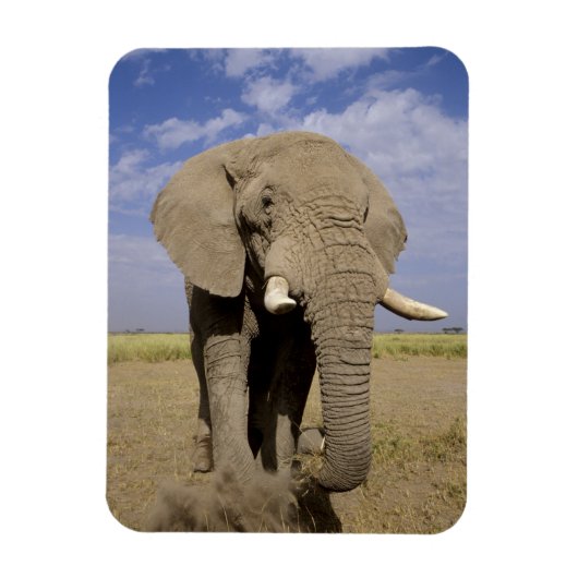 Magnet Flexible Kenya : Parc national d'Amboseli, éléphant mâle (Vertical)