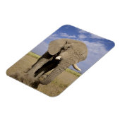 Magnet Flexible Kenya : Parc national d'Amboseli, éléphant mâle (Côté Gauche)