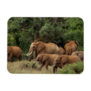 Magnet Flexible Kenya : parc national de Tsavo Est, troupeau d'Afr