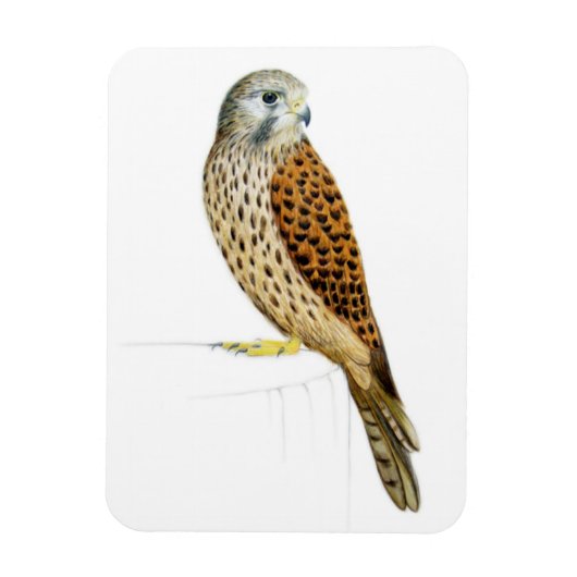 Magnet Flexible Kestrel 2011 (Vertical)