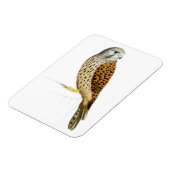 Magnet Flexible Kestrel 2011 (Côté Gauche)