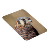 Magnet Flexible Kestrel américain (Côté Droit)