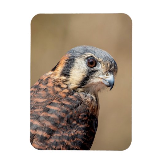 Magnet Flexible Kestrel américain (Vertical)
