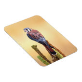 Magnet Flexible Kestrel, Falco sparverius, Native de US & Canada (Côté Droit)