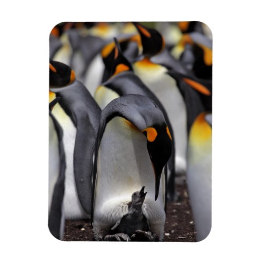 Magnet Flexible King Penguin (Vertical)