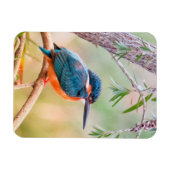 Magnet Flexible Kingfisher Perché sur la branche (Horizontal)
