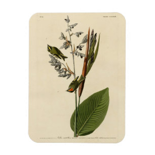 Magnet Flexible Kinglet couronné d'or, les oiseaux d'Amérique d'Au