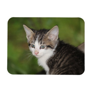 Magnet Flexible Kitten