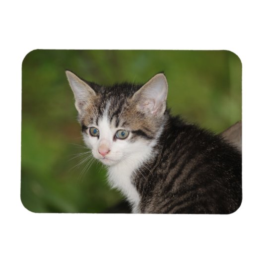 Magnet Flexible Kitten (Horizontal)