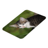 Magnet Flexible Kitten (Côté Gauche)
