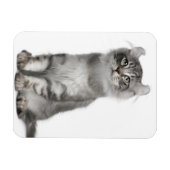 Magnet Flexible Kitten de curle américain (3 mois) (Horizontal)