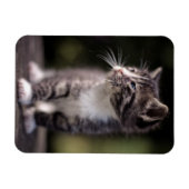 Magnet Flexible Kitten Standing Tall (Horizontal)