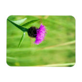 Magnet Flexible Knapweed (Horizontal)