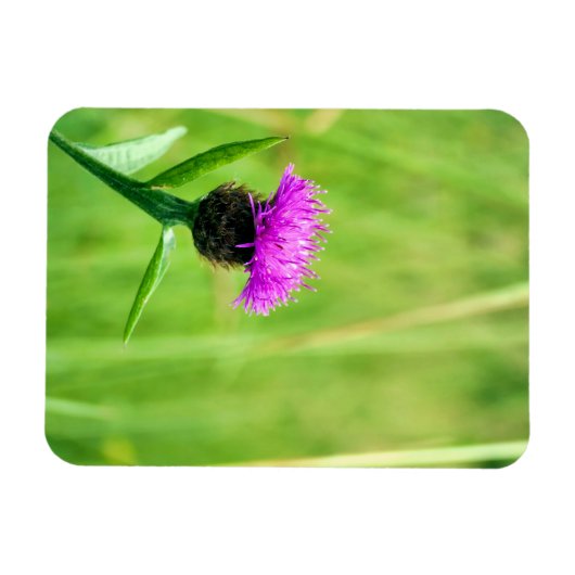 Magnet Flexible Knapweed (Horizontal)