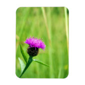 Magnet Flexible Knapweed (Vertical)