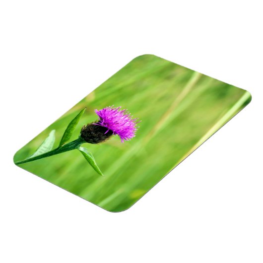 Magnet Flexible Knapweed (Côté Gauche)