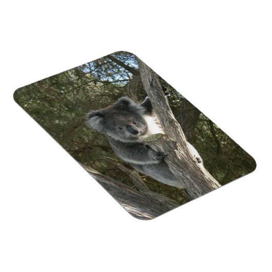 Magnet Flexible Koala (Côté Droit)