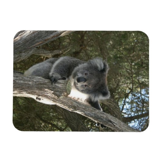 Magnet Flexible Koala (Horizontal)
