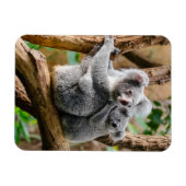 Magnet Flexible Koala avec bébé dans un arbre en Australie (Horizontal)