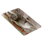 Magnet Flexible Koala Bear (Côté Droit)