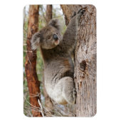 Magnet Flexible Koala Bear (Vertical)