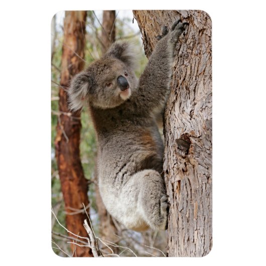 Magnet Flexible Koala Bear (Vertical)