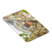 Magnet Flexible Koala Bear Gratitude (Côté Droit)