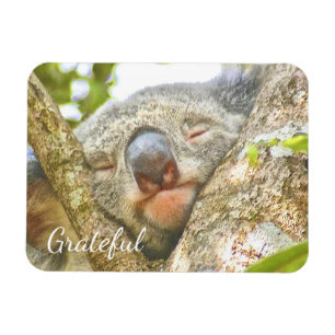 Magnet Flexible Koala Bear Gratitude