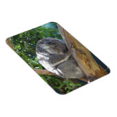 Magnet Flexible Koala dormant dans l'arbre (Côté Droit)