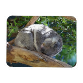 Magnet Flexible Koala dormant dans l'arbre (Horizontal)