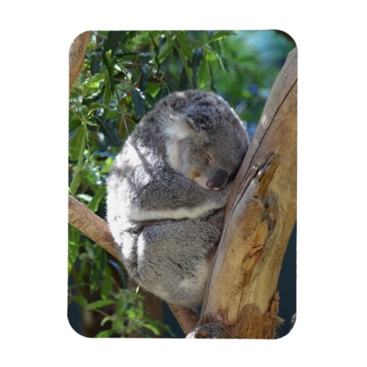 Magnet Flexible Koala dormant dans l'arbre (Vertical)