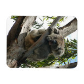 Magnet Flexible Koala - Dormir (Horizontal)