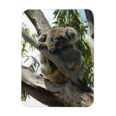 Magnet Flexible Koala - Dormir (Vertical)