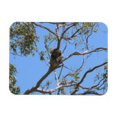 Magnet Flexible Koala Nap (Horizontal)