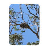 Magnet Flexible Koala Nap (Vertical)
