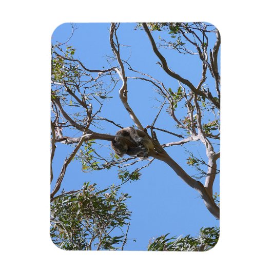 Magnet Flexible Koala Nap (Vertical)