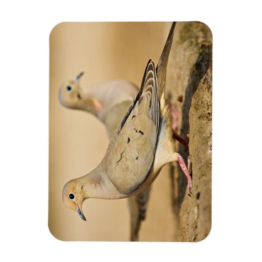 Magnet Flexible La colombe en deuil (Vertical)