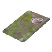 Magnet Flexible La colombe en deuil (Côté Gauche)