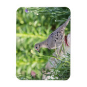 Magnet Flexible La colombe en deuil (Vertical)
