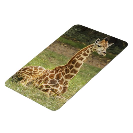 Magnet Flexible La faune de Giraffe (Côté Gauche)