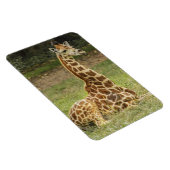 Magnet Flexible La faune de Giraffe (Côté Droit)